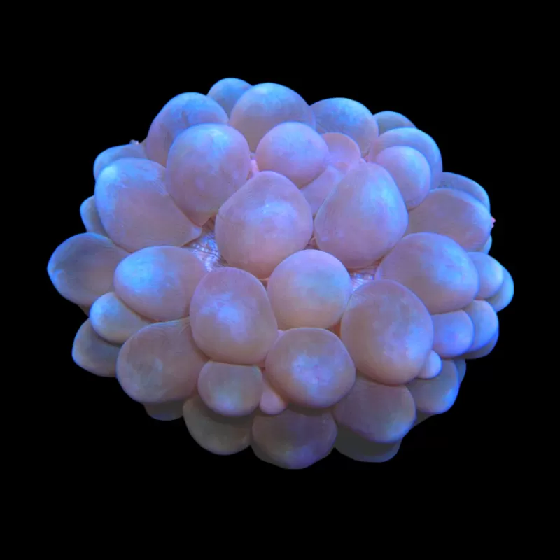 Plerogyra Sinuosa | Coralandfishstore.nl