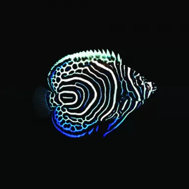 Pomacanthus Imperator (L) bestellen ? l Coralandfishstore.nl