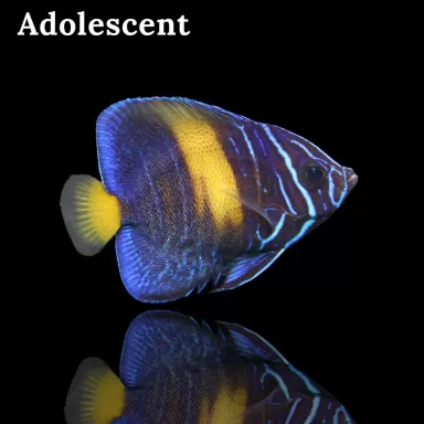 Pomacanthus Asfur (L) bestellen ? l Snel in huis bij Coralandfishstore.nl