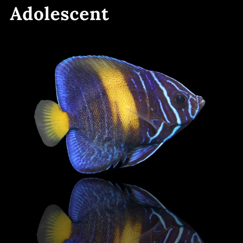 Pomacanthus Asfur l Snel in huis met Coralandfishstore.nl