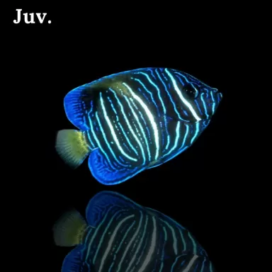 Pomacanthus Asfur l Schnelle Lieferung mit Coralandfishstore.nl