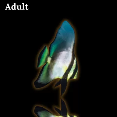 platax pinnatus - rode vleermuisvis kopen ? | Coralandfishstore