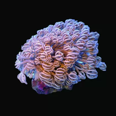Xenia Umbelata | Coralandfishstore.nl