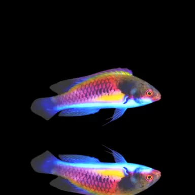 Cirrhilabrus ryukyuensis - lipvis kopen? Coralandfishstore.nl