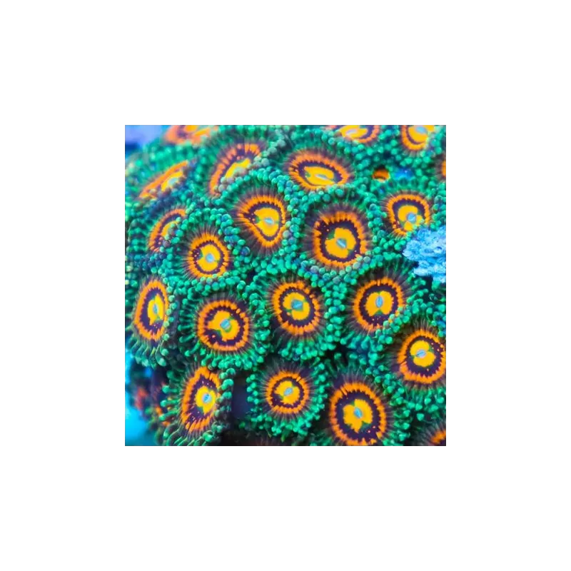 Möchten Sie Zoanthus Rainbow Incinerator kaufen? | Corallandfishstore
