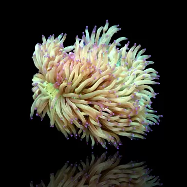 Catalaphyllia Jardinei sp. Möchten Sie Gelb/Weiß kaufen? | Corallandfishstore