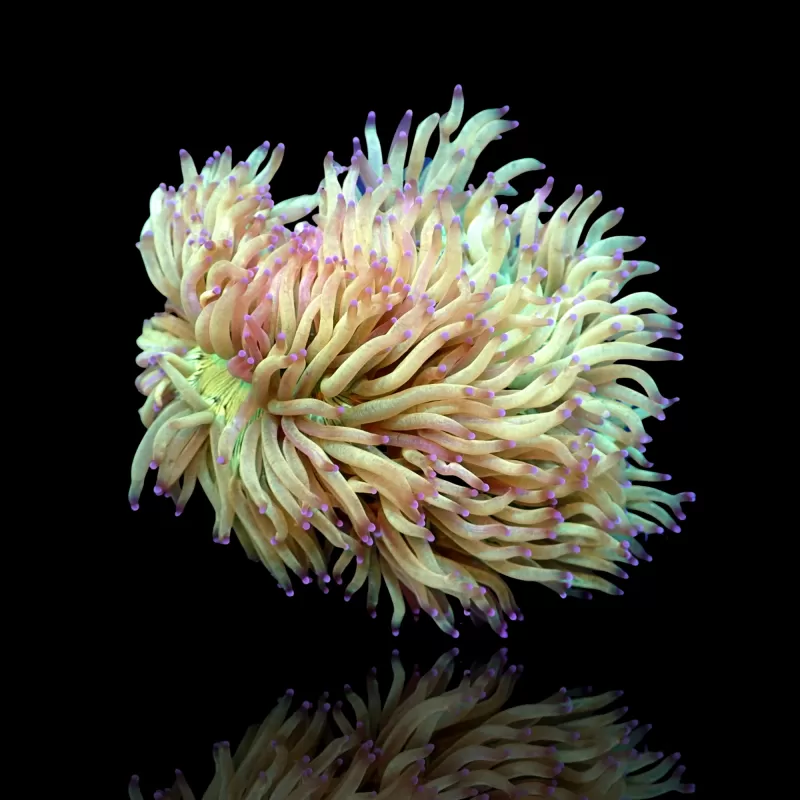 Catalaphyllia Jardinei sp. Möchten Sie Gelb/Weiß kaufen? | Corallandfishstore