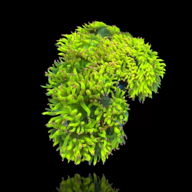 Catalaphyllia Jardinei sp. Möchten Sie Gelb/Weiß kaufen? | Corallandfishstore