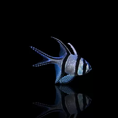 Pterapogon Kauderni  | Coralandfishstore.nl