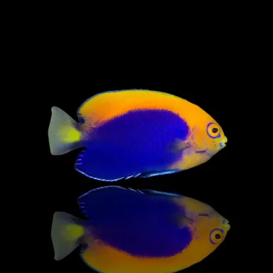 Centropyge Acanthops