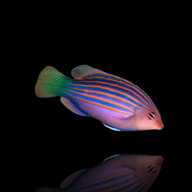 Pseudocheilinus Hexataenia