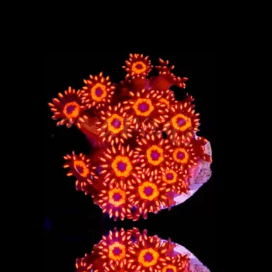 Goniopora Fire & Ice  bestellen ? l Coralandfishstore.nl