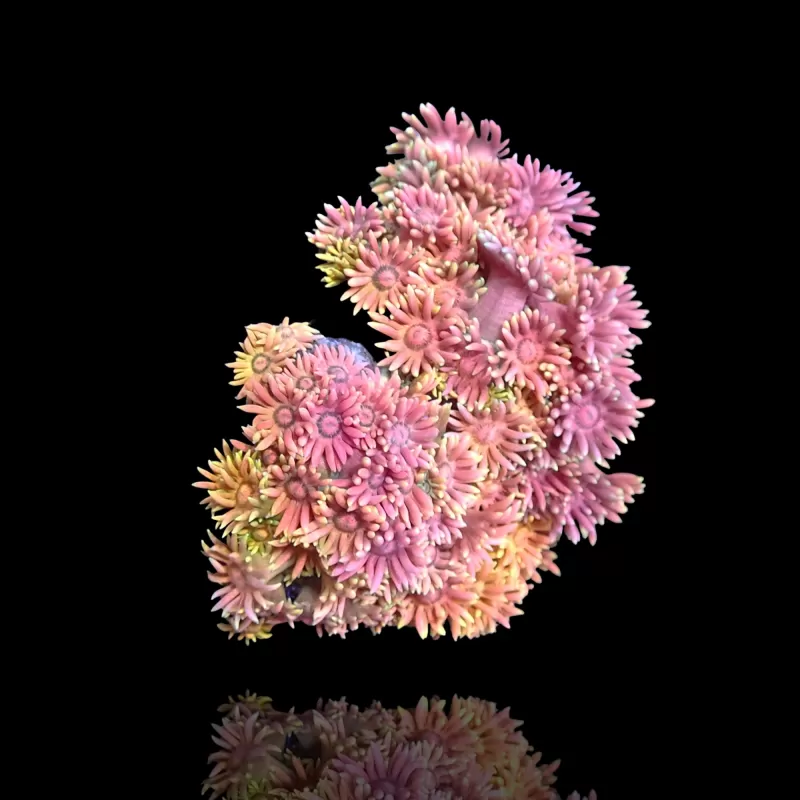 Goniopora Rainbow Frag 2-3cm bestellen ? l Coralandfishstore.nl