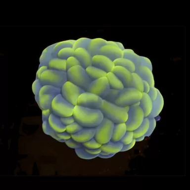 Plerogyra Sinuosa kaufen?| Coralandfishstore.nl