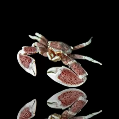 Neopetrolisthes Ohshimai