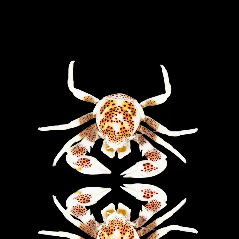 Neopetrolisthes Ohshimai | Coralandfishstore.nl