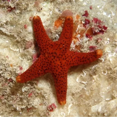 Fromia Milleporella of de Poren zeester