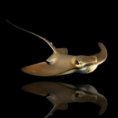 Myliobatis Californica (M)