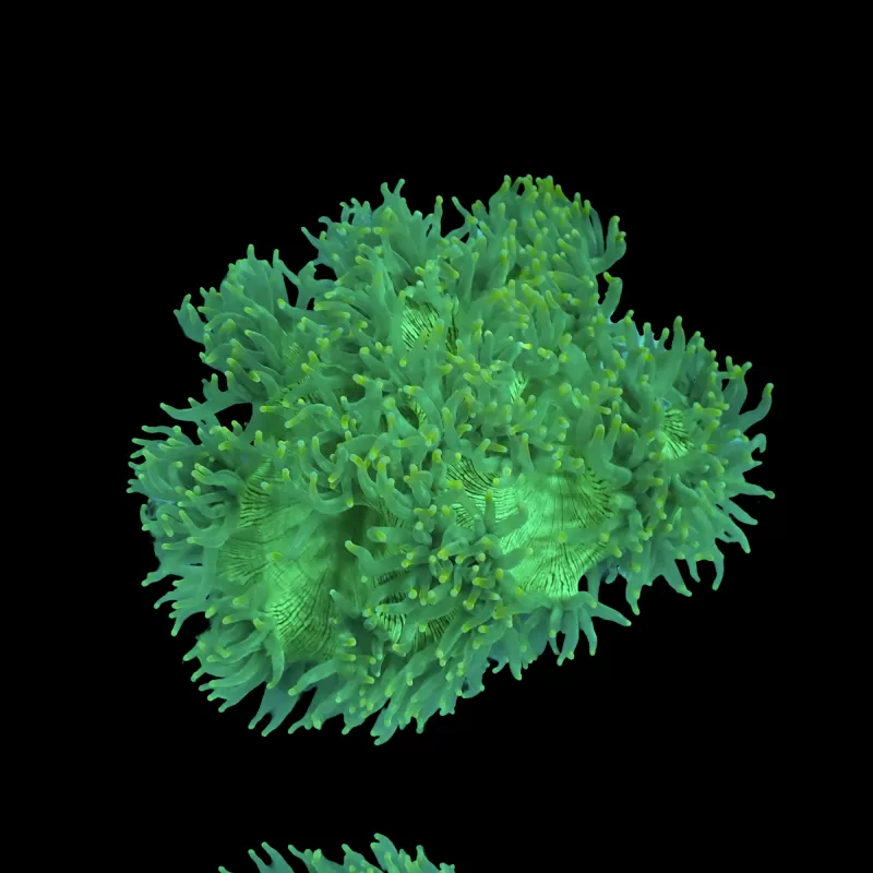 Catalaphyllia Jardinei sp. Möchten Sie Gelb/Weiß kaufen? | Corallandfishstore