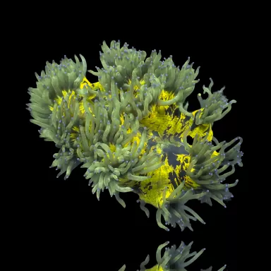 Catalaphyllia Jardinei sp Indonesia