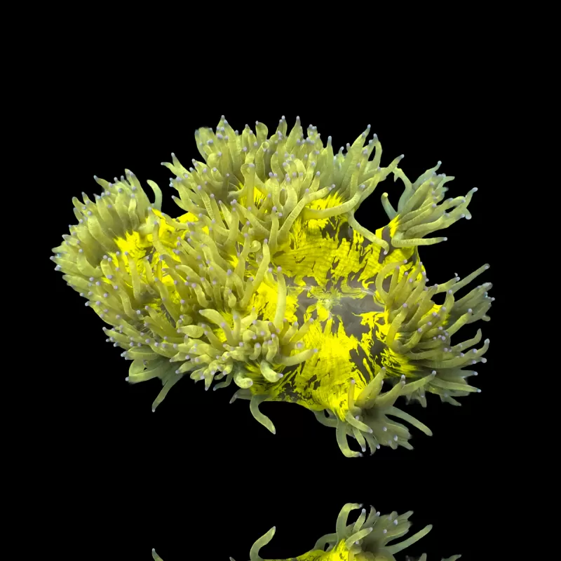 Catalaphyllia Jardinei sp. Yellow/White kopen? | Coralandfishstore