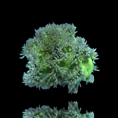 Catalaphyllia Jardinei sp. Yellow/White kopen? | Coralandfishstore