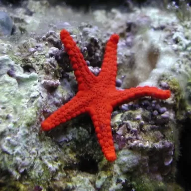 Fromia Milleporella of de Poren zeester