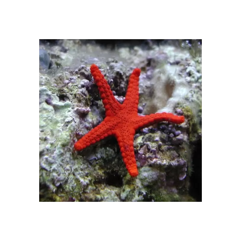 Fromia Milleporella of de Poren zeester