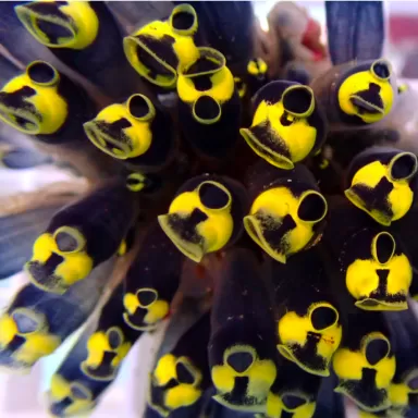 Clavelina Robusta Yellow M-size (zakpijp) kopn? | Coralandfishstore.nl