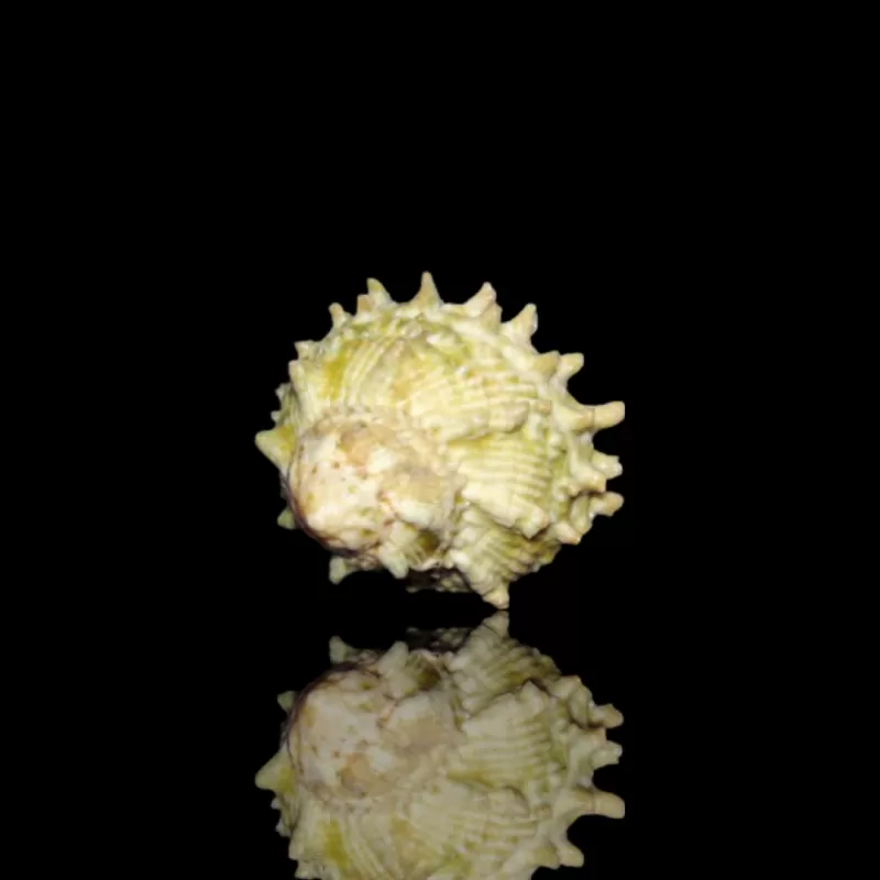 Möchten Sie eine Astrea caelata-Schnecke kaufen? | Coralandfishstore.nl