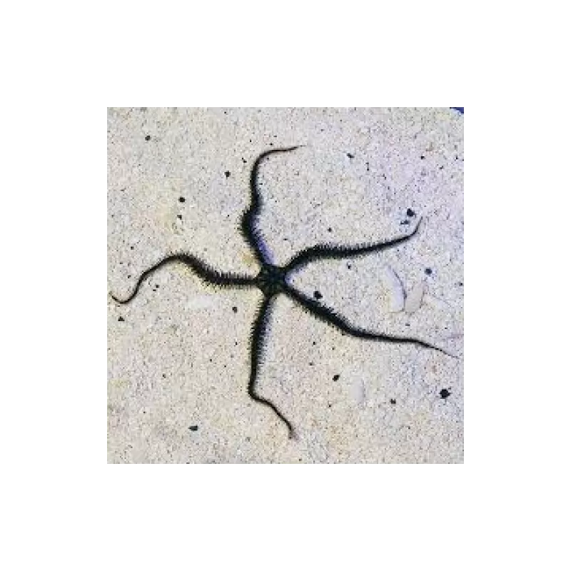 Ophiocoma echinata slangster kopen ? | Coralandfishstore.nl