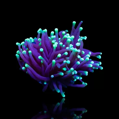 Euphyllia Glabrescens Ultra Pack kopen | Coralandfishstore.nl