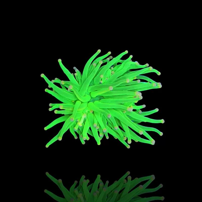 Euphyllia Glabrescens Ultra Pack kopen | Coralandfishstore.nl