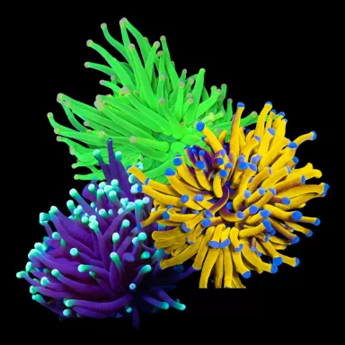 Euphyllia  glabrescens Ultra Pack 1