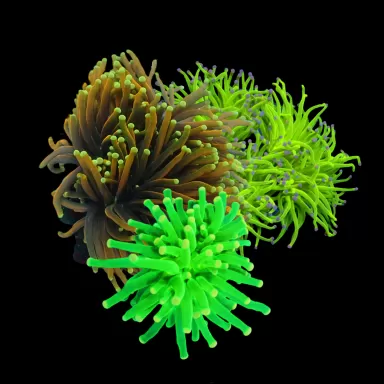 Euphyllia  Super Sale Pack kopen | Coralandfishstore.nl