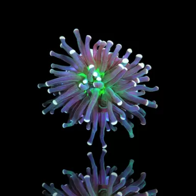 Euphyllia Cristata Joker