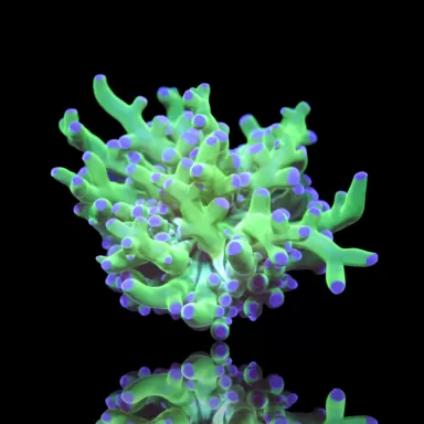 Kaufen Sie Euphyllia Divisa Orange | Coralandfishstore.nl