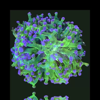 Euphyllia paradivisa Groen kopen? | Coralandfishstore.nl