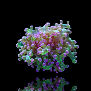 Kaufen Sie Euphyllia Divisa Orange | Coralandfishstore.nl