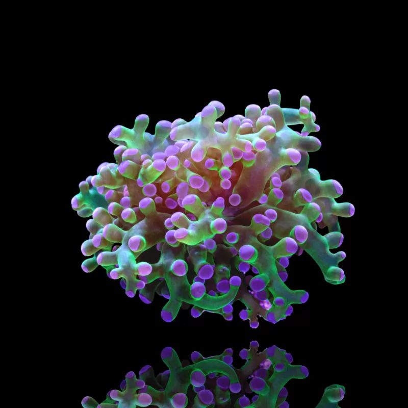 Kaufen Sie Euphyllia Glabrescens Ultra Pack | Coralandfishstore.nl