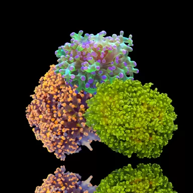 Euphyllia paradivisa Pack (3 kleuren)