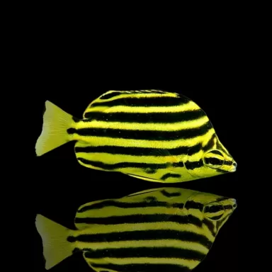 Microcanthus strigatus kopen ? | Coralandfishstore.nl