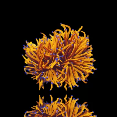 Euphyllia Glabrescens 24K Ultra Orange kopen | Coralandfishstore.nl