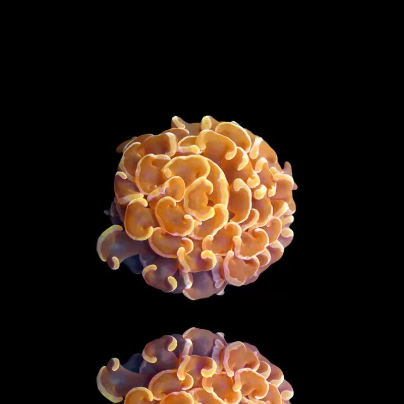Euphyllia Paraancora Ultra Orange  kopen | Coralandfishstore.nl