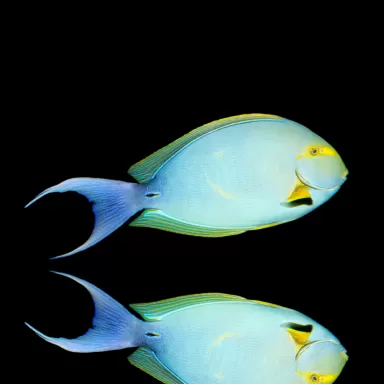 Acanthurus Xanthopterus| Coralandfishstore.nl