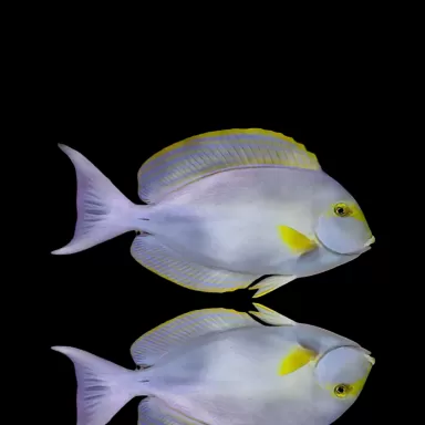 Acanthurus Xanthopterus| Coralandfishstore.nl