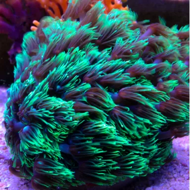 Goniopora Stokesi Ultra Green - Golf Ball kopen | Coralandfishstore.nl