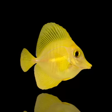 Kaufen Zebrasoma Flavescens (Nachkommen) | Coralandfishstore.nl