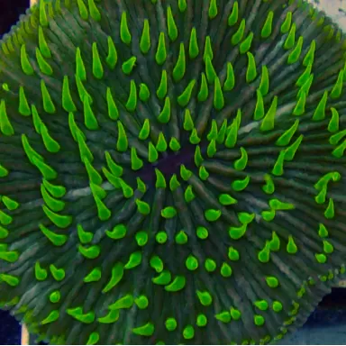 Kaufen Sie Fungia Sp Green | Coralandfishstore.nl