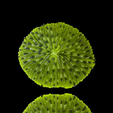 Fungia Sp Green kopen | Coralandfishstore.nl
